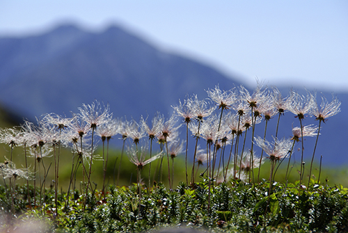 高山植物 チングルマ