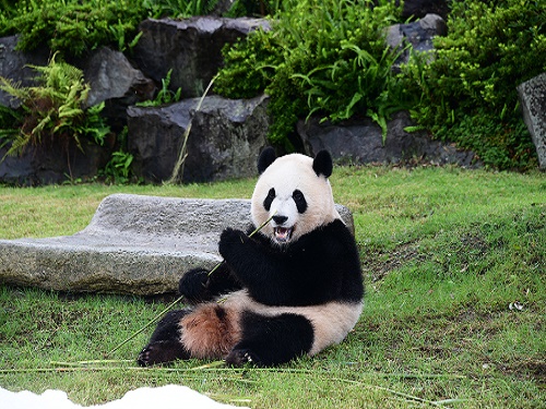 アドベンチャーワールド旅行 ツアー特集 関西発 近畿日本ツーリスト