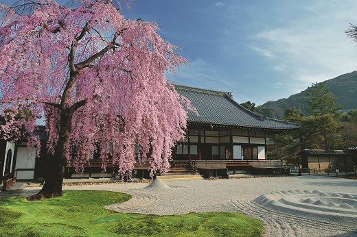 高台寺　春のイメージ