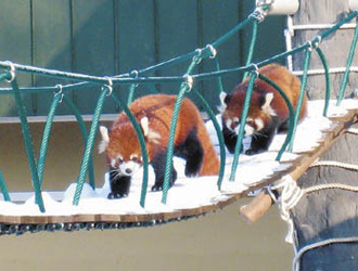 旭山動物園旅行 ツアー 近畿日本ツーリスト